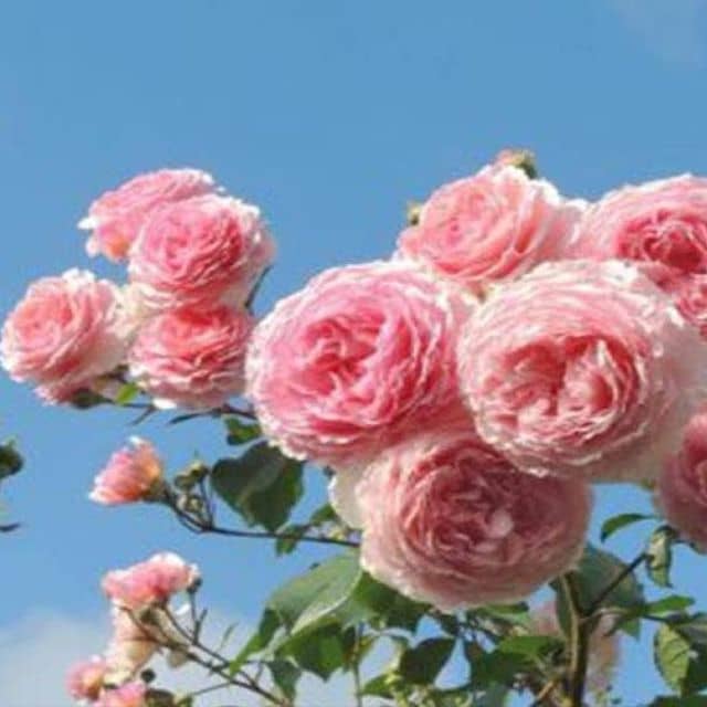 Hiền\'s Garden - Nơi cung cấp các loại cây giống hoa hồng độc đáo, đảm bảo chất lượng và giá cả phải chăng. Hãy đến và lựa chọn cho mình một cây hoa hồng đẹp nhất để trang trí gia đình bạn. Sử dụng Avatar hoa hồng trắng để tôn lên vẻ đẹp của cây hoa hồng.